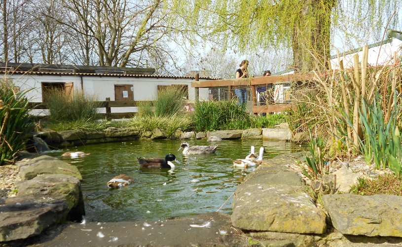 Ducks on a pond at Windmill Hill City Farm
